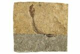 Oligocene Fossil Fish (Idrissia carpathica) - Poland #320606-1